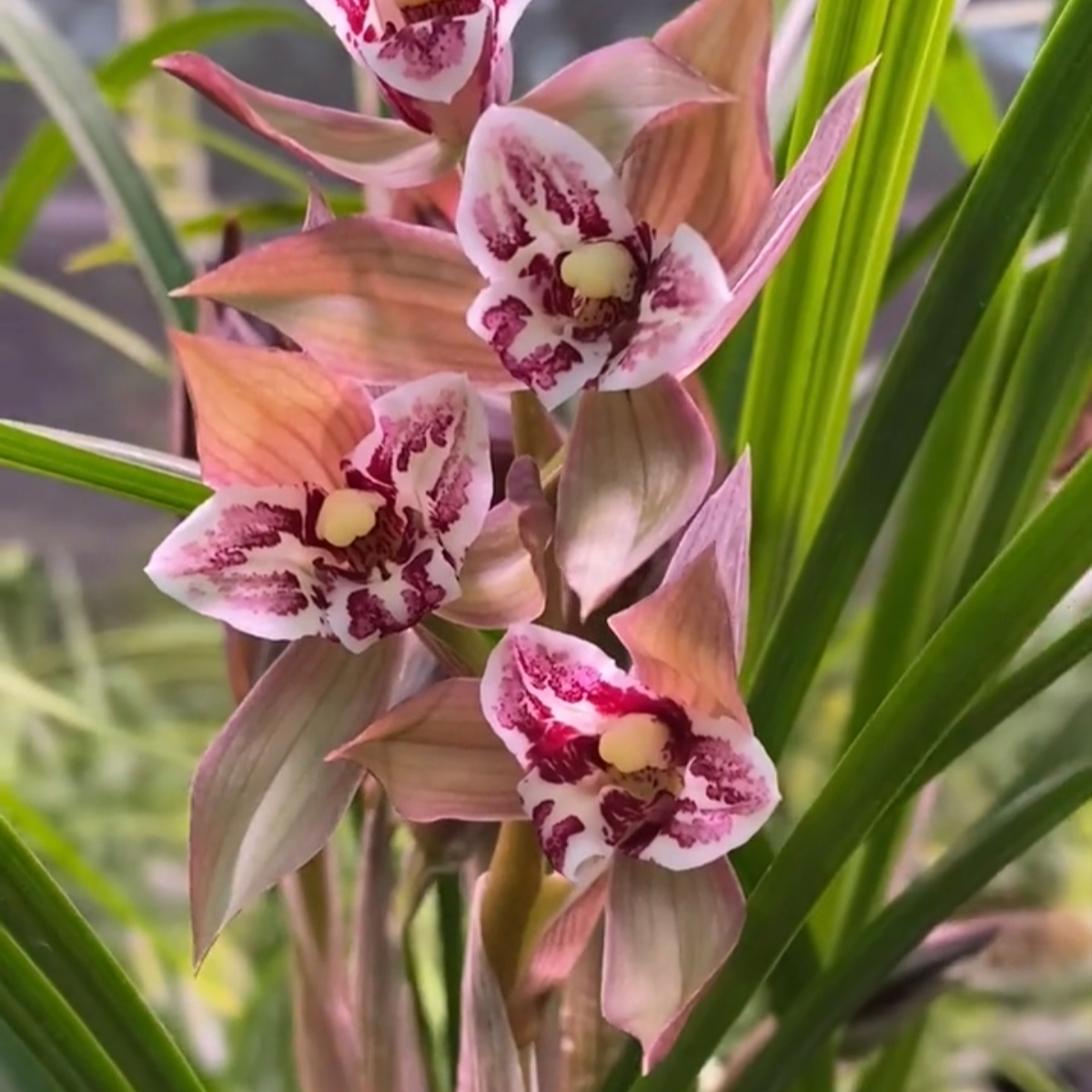 正宗四川春剑蕊王三星蝶浓香型红花奇花高档名贵兰花开花好养阳台
