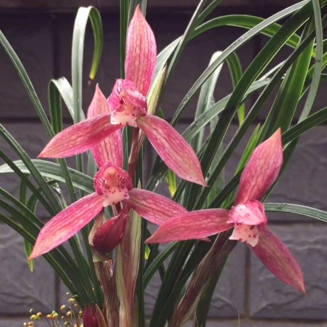 正宗四川春兰高档名贵浓香兰花红花开花好养阳台客厅盆景花卉花苞