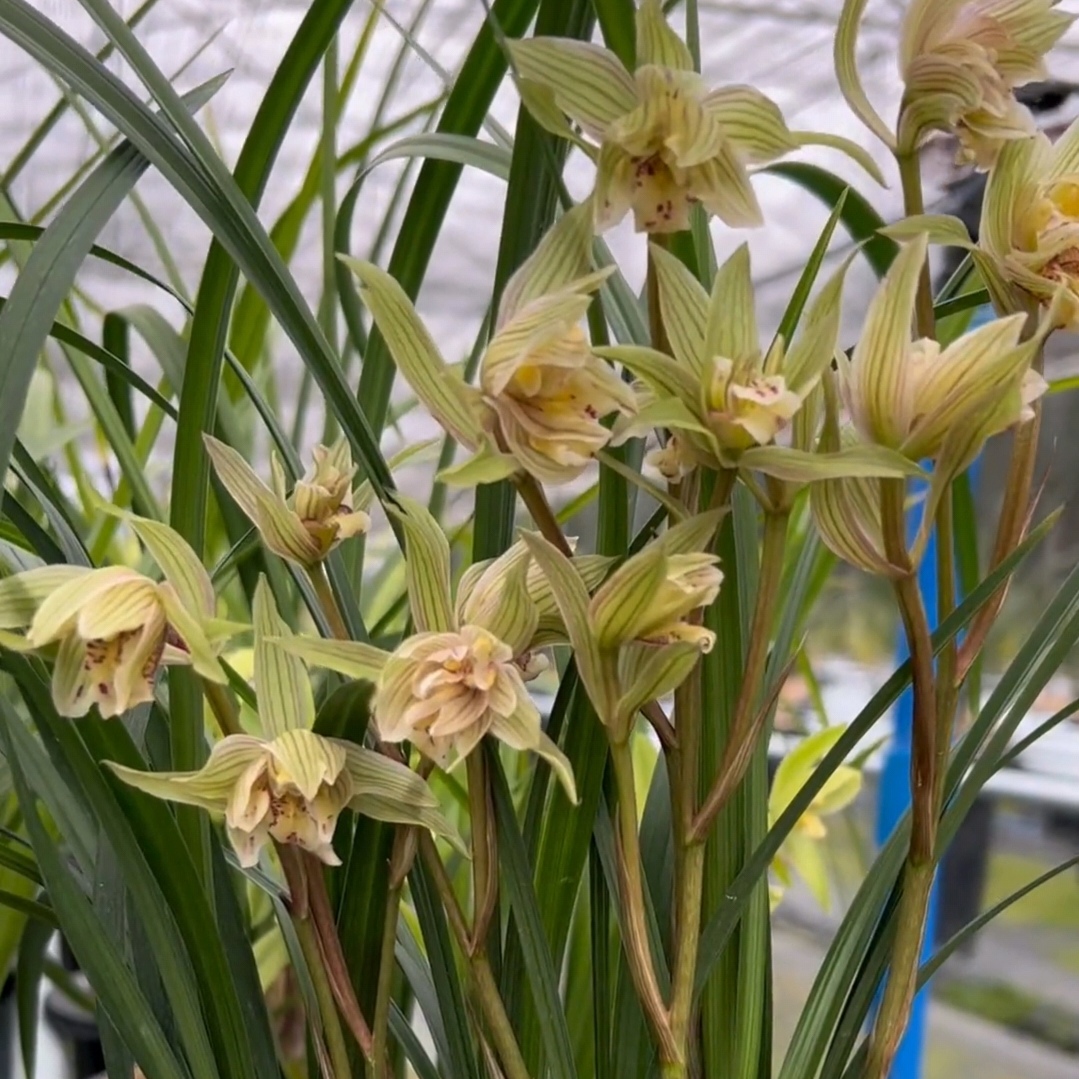 正宗四川春剑兰花浓香多瓣奇花阳台绿植花卉盆栽园艺基地直发包邮