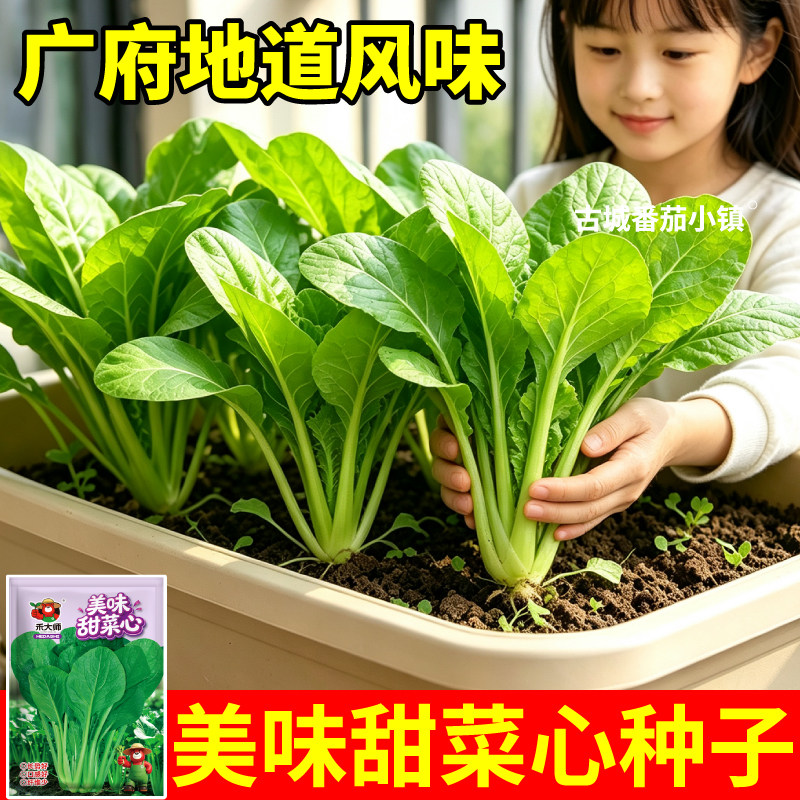 广府美味甜菜心种子当季新种耐热耐湿蔬菜种籽阳台盆栽小院种植