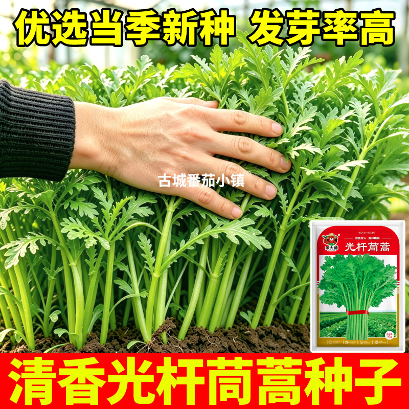 光杆茼蒿种子清香纤维少大叶三叉皇帝菜茼蒿蔬菜种籽农家田园