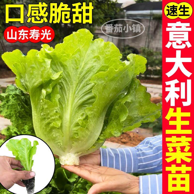 寿光脆甜意大利生菜苗秧耐抽苔速生大速生结球红皱生菜种子带土球