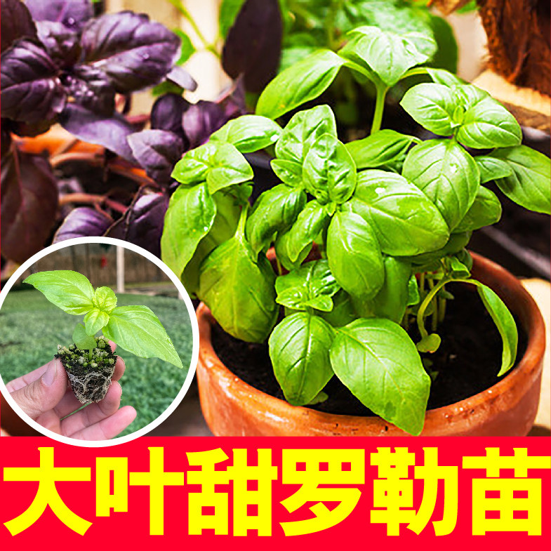 调味香草王大叶甜罗勒秧苗带土球发货紫绿罗勒九层塔种籽阳台盆栽