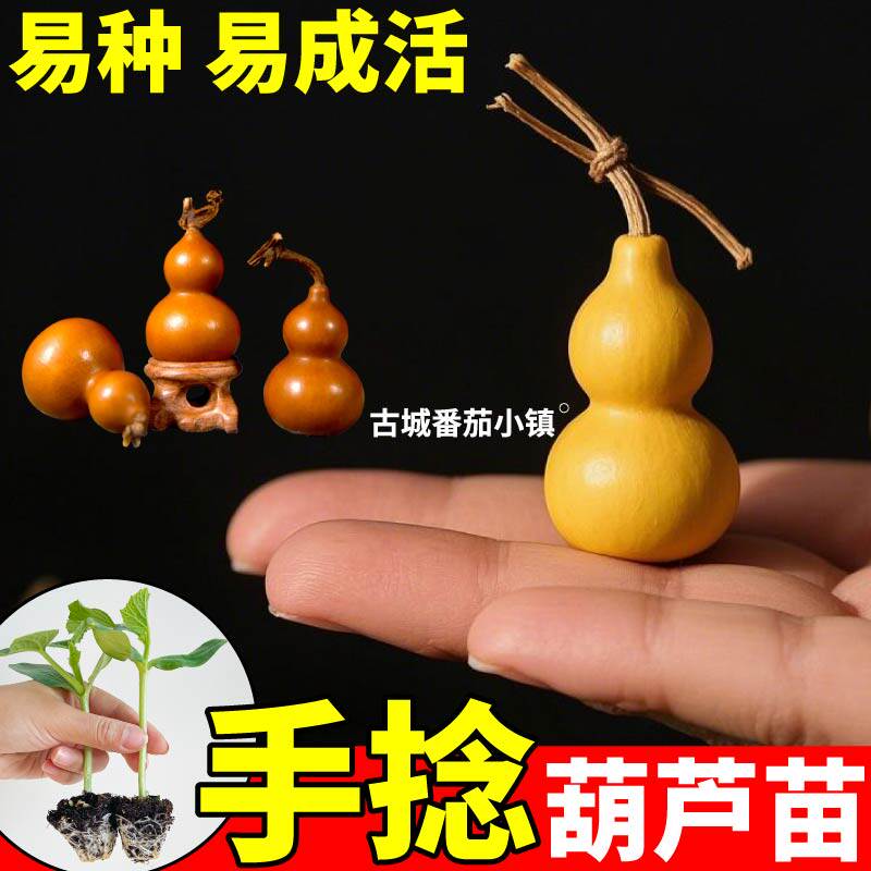 山东寿光手捻葫芦苗秧四季文玩大酒小亚腰葫芦苗种子阳台盆栽可种