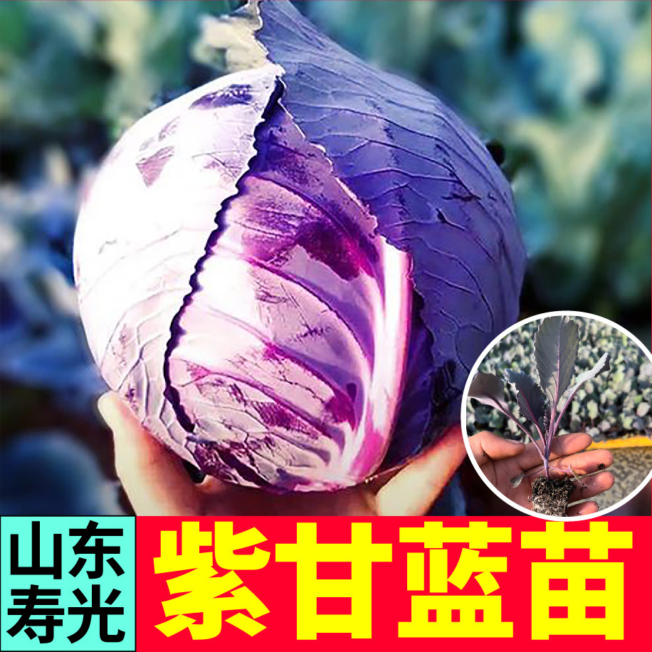 寿光早熟紫甘蓝菜苗秧带土球结球包心菜卷心菜种子耐寒易种盆栽籽