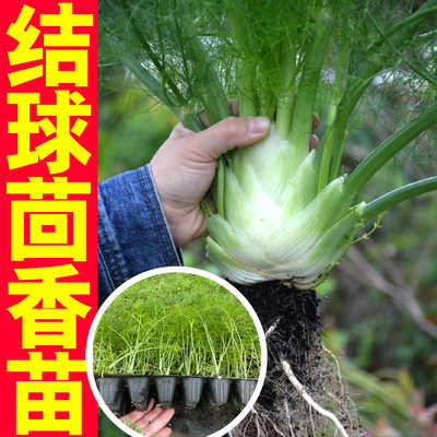 阳台春秋球茎大田割茬茴香秧苗结球茴香种子籽食用蔬菜山东寿光