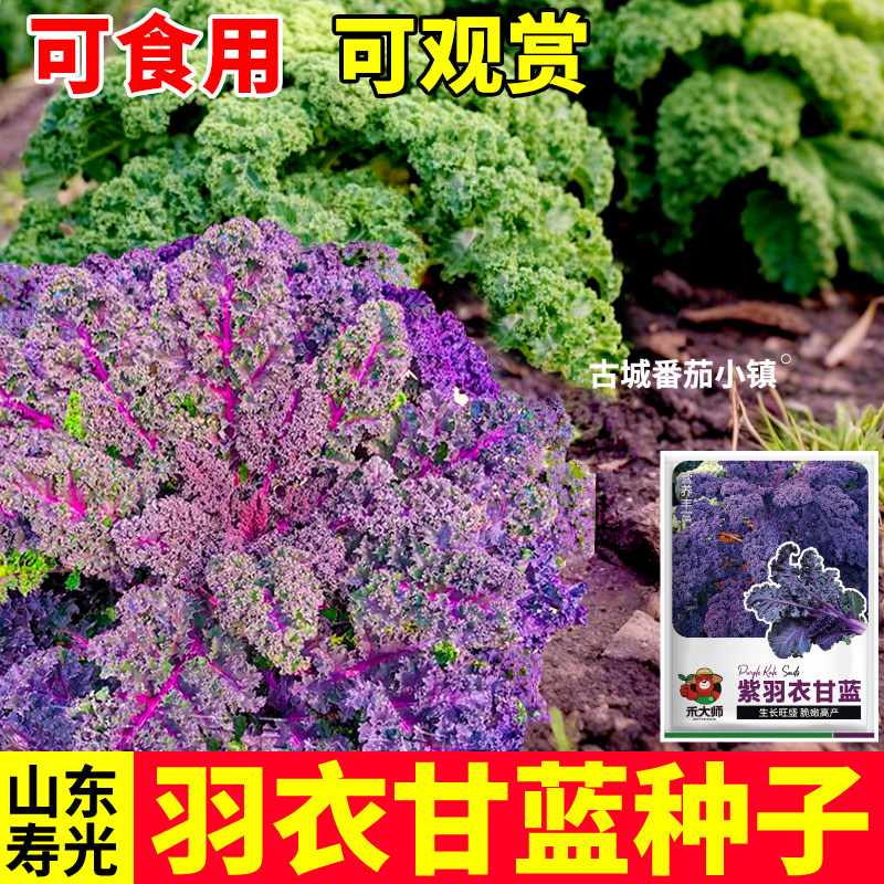 紫羽衣甘蓝种子观赏花卉四季易种阳台室内外盆栽种植紫色蔬菜种籽
