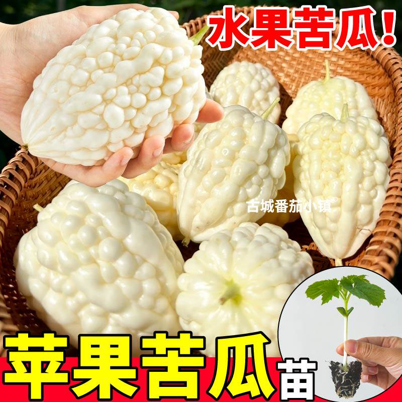 寿光直发苹果苦瓜苗秧四季高产大疙瘩绿苦瓜白苦瓜种子阳台盆栽