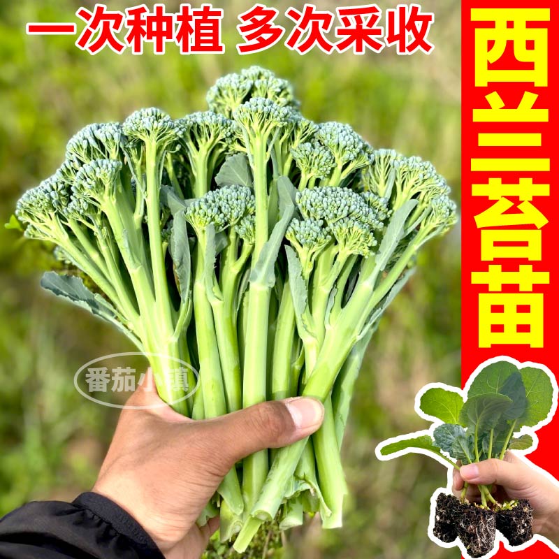 山东寿光西兰苔苗秧芥蓝松花菜西兰花紫晶花菜四季耐寒蔬菜苗盆栽