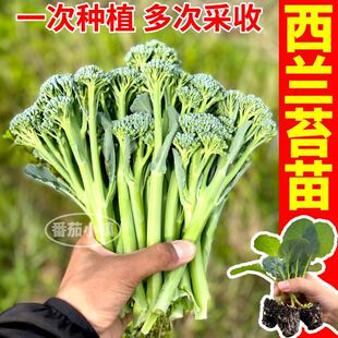 山东寿光西兰苔苗秧芥蓝松花菜西兰花紫晶花菜四季耐寒蔬菜苗盆栽