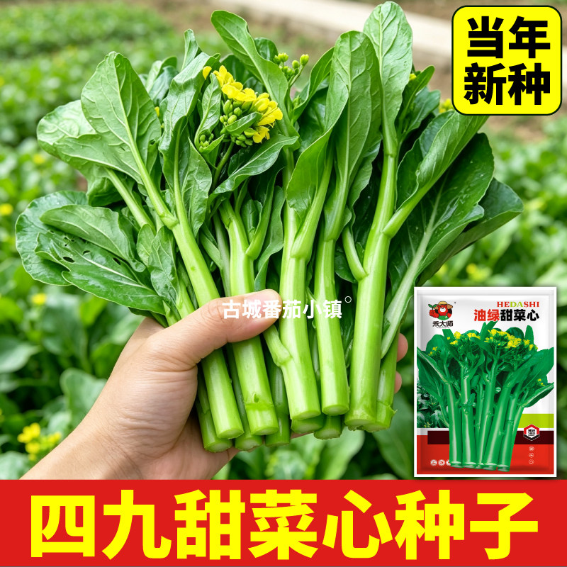四季甜菜心种子当年新种早熟清甜庭院盆栽阳台种植小青菜蔬菜种籽