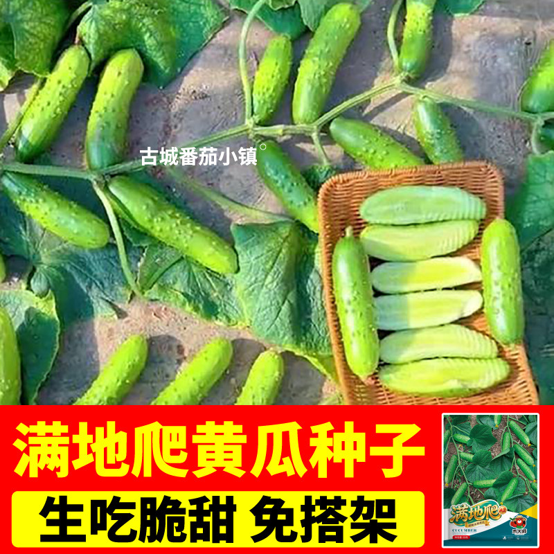 节节有瓜满地爬黄瓜种子清脆爽口四季易种植水果旱黄瓜秋黄瓜种籽