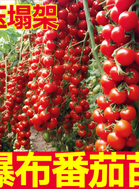 爆甜压塌架珍珠瀑布番茄苗秧千禧粉贝贝樱桃小柿子串收高产带土球