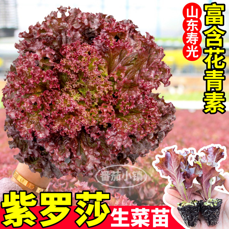 紫罗莎生菜苗秧紫皱红皱生菜种子四季种植阳台小院盆栽寿光直发