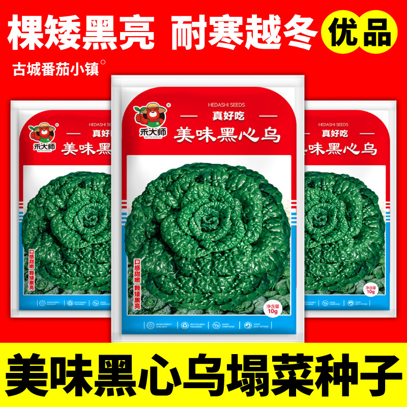 美味黑心乌塌菜种子可越冬矮株型耐寒黄心乌种籽秋冬蔬菜