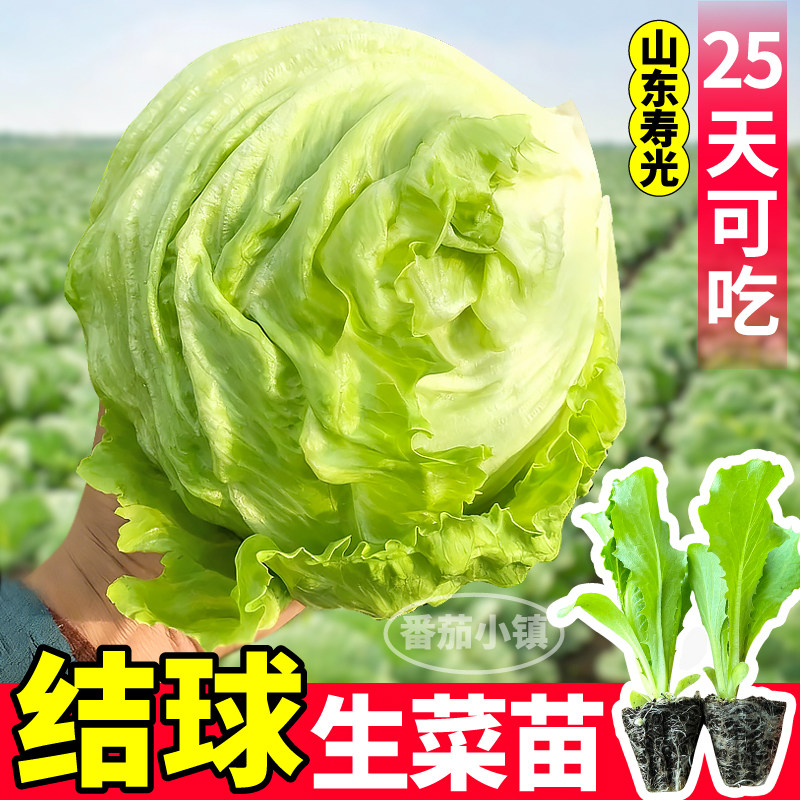 寿光结球生菜苗秧穴盘育苗带土球球生菜种子结球紧实四季种植盆栽