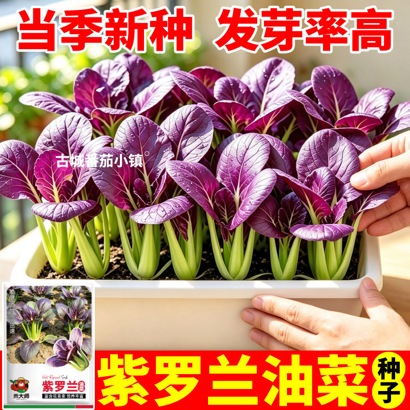 正宗四季紫罗兰油菜种子紫妃种子