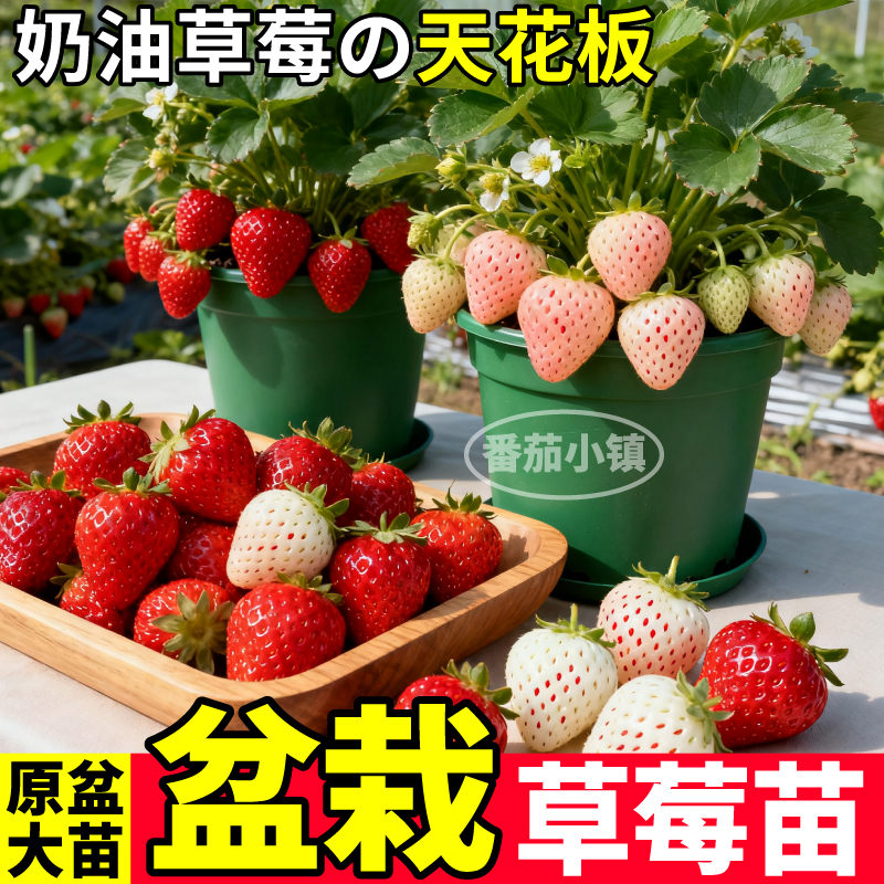 丹东99红颜草莓苗秧原土原盆大苗奶油草莓四季阳台小院盆栽寿光