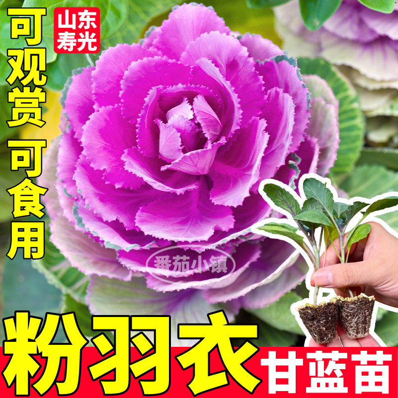 粉羽衣甘蓝苗秧可观赏食用蓝绿紫粉羽衣甘蓝种子四季高产阳台盆栽