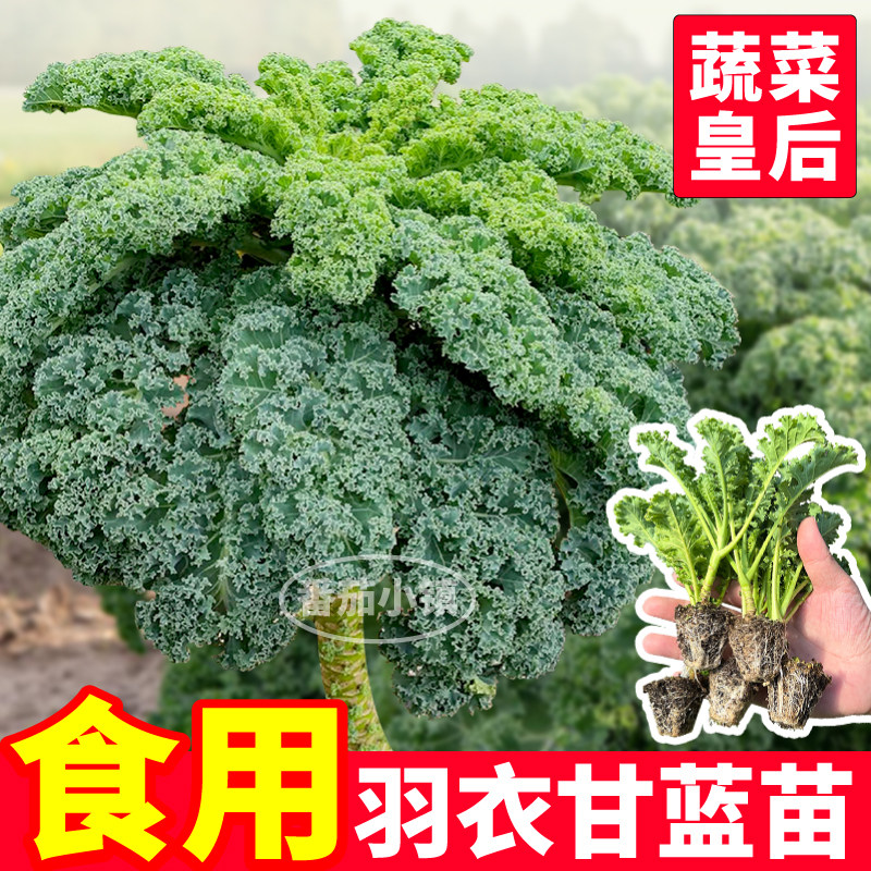 可食用绿羽衣甘蓝苗秧四季摘不败蓝绿粉紫羽衣甘蓝种子阳台盆栽