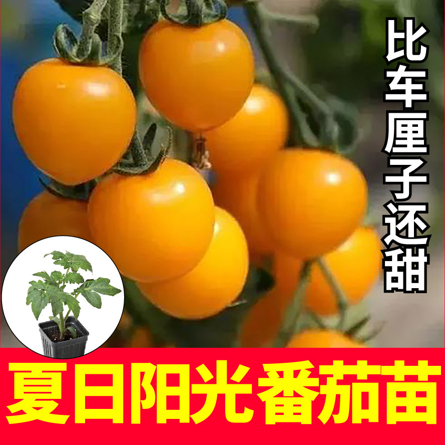 超甜夏日阳光小黄樱桃番茄秧苗四季盆栽春秋阳台圣女果西红柿种籽