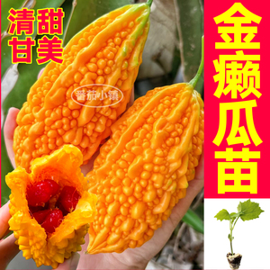 寿光金癞瓜苗秧清甜甘美癞葡萄金铃子带土球四季高产阳台盆栽种子