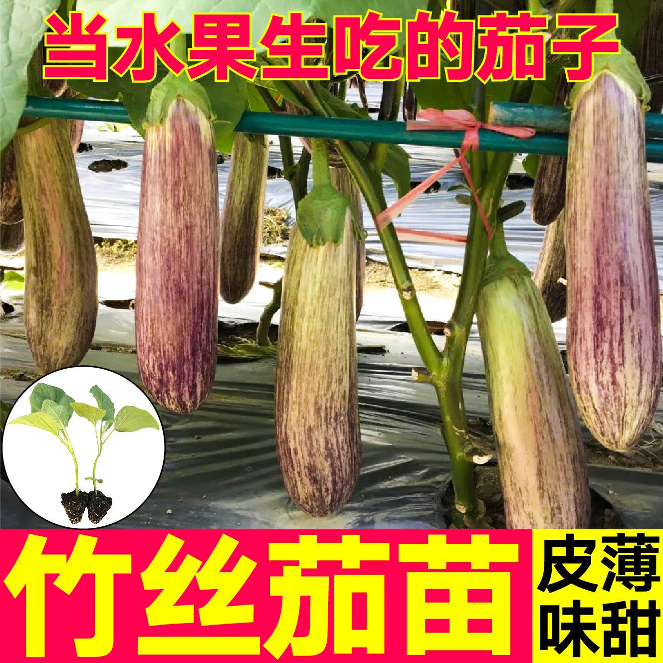 皮薄味甜水果竹丝长茄苗秧烧烤茄子紫条纹绿白杭长圆茄四季带土球