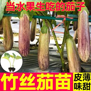 皮薄味甜水果竹丝长茄苗秧烧烤茄子紫条纹绿白杭长圆茄四季带土球