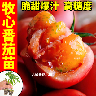 【正版保证】牧心番茄苗秧四季盆栽可种夏橙青甜2号番茄种苗阳台
