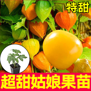 大黄超特甜金东北姑娘果苗秧带土球四季春秋盆栽紫姑娘果种子寿光