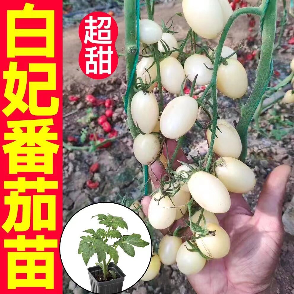 寿光超甜白妃番茄苗秧带土球四季春秋盆栽白珍珠瀑布樱桃西红柿籽
