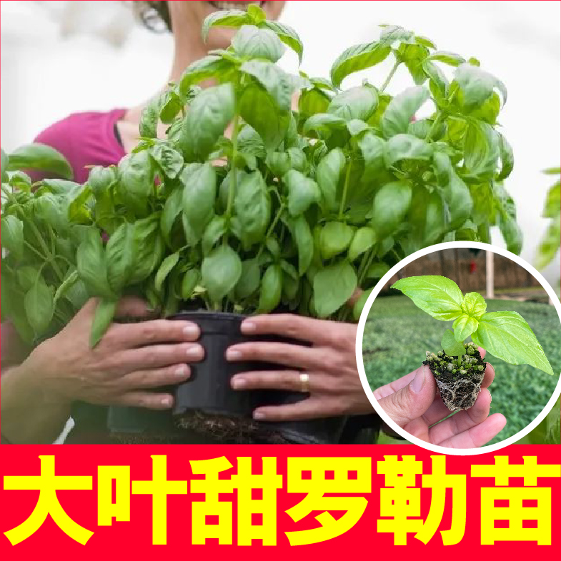 食用大叶甜罗勒九层塔盆栽秧苗调味香草种子驱蚊净化空气易活绿植