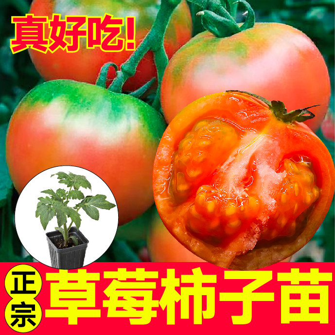 爆甜东北铁皮草莓柿子苗秧绿腚西红柿粉贝贝黑珍珠高产爆汁带土球