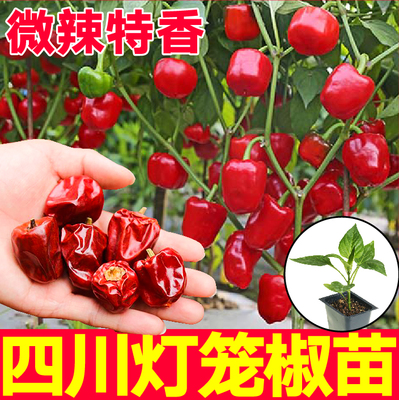 微辣特香四川灯笼椒秧苗带土魔鬼椒美人椒朝天椒辣椒种子四季盆栽