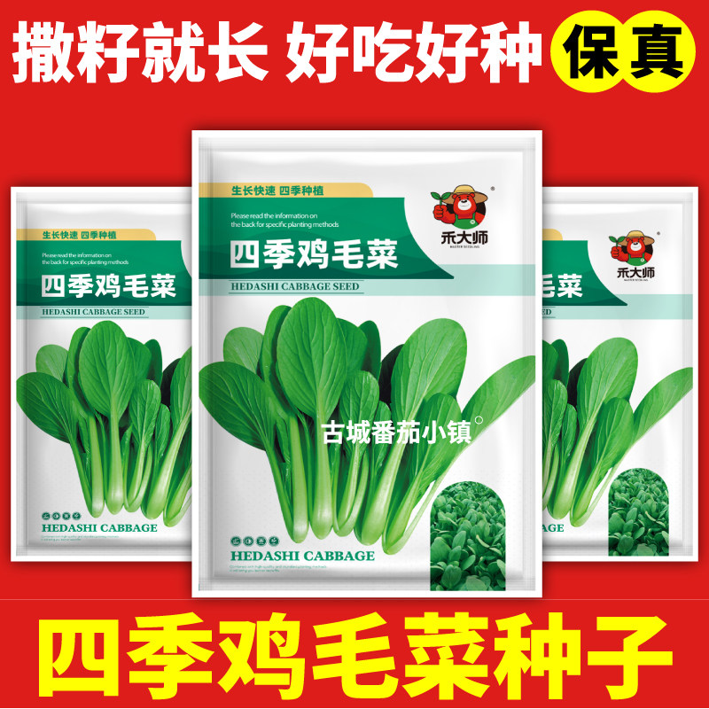 正品四季鸡毛菜种子春秋种植速生小青菜种籽家庭园艺盆栽大田种植