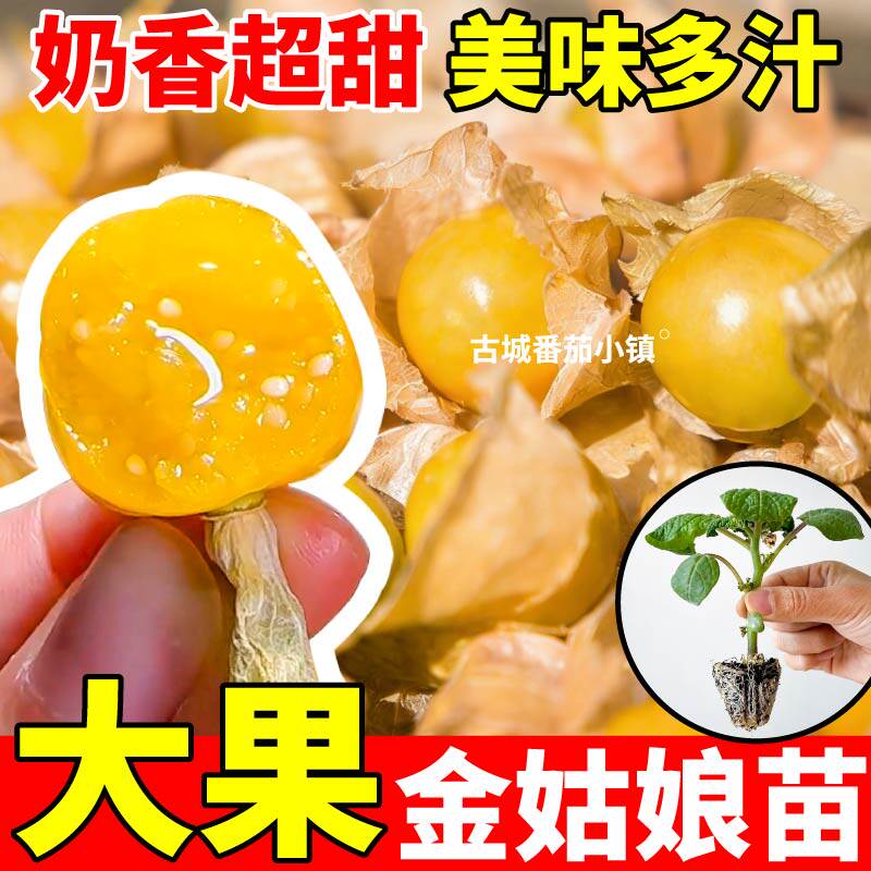 超甜黄姑娘果苗秧四季高产奶香黄紫菇娘果种子阳台小院盆栽带土