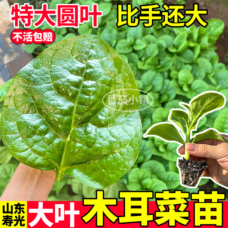 特大圆叶木耳菜苗秧四季种植大叶肉厚豆腐菜种子阳台小院盆栽