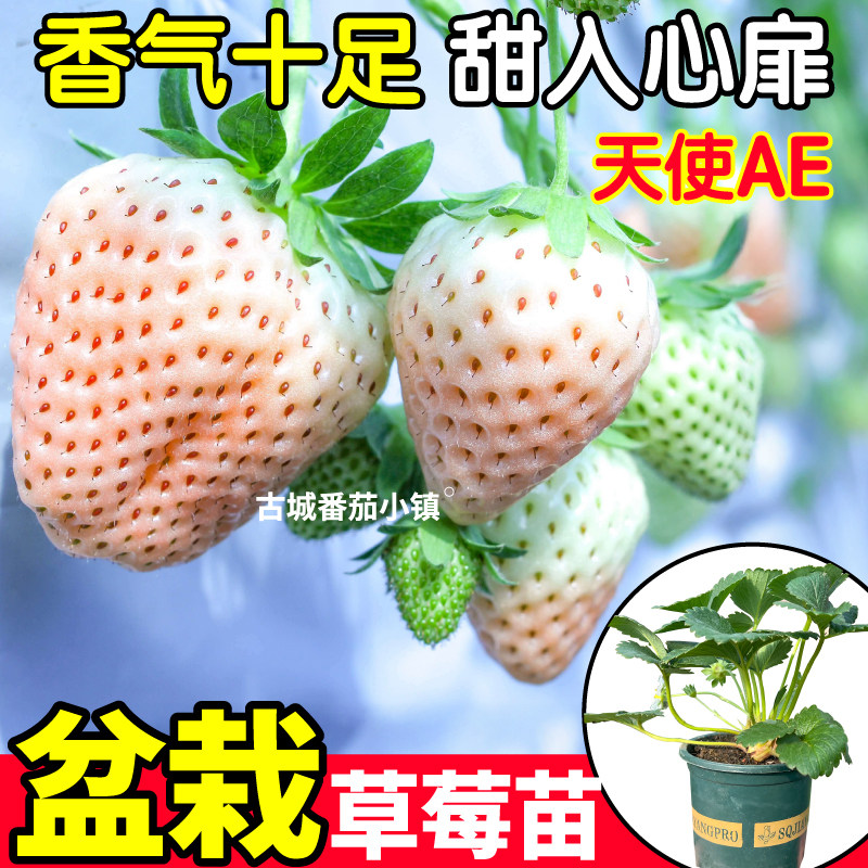 对版直发天使AE草莓盆栽苗红颜奶油梦之莹草莓苗原土原盆易存活