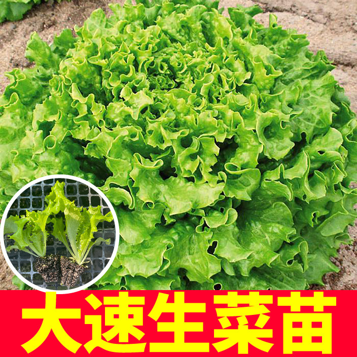 美国大速生生菜秧苗清甜脆嫩蔬菜种子结球奶油直立意大利紫罗马
