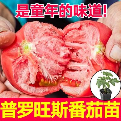 薄皮爆甜沙瓤普罗旺斯番茄苗秧口感西红柿大柿子种子高产盆栽四季