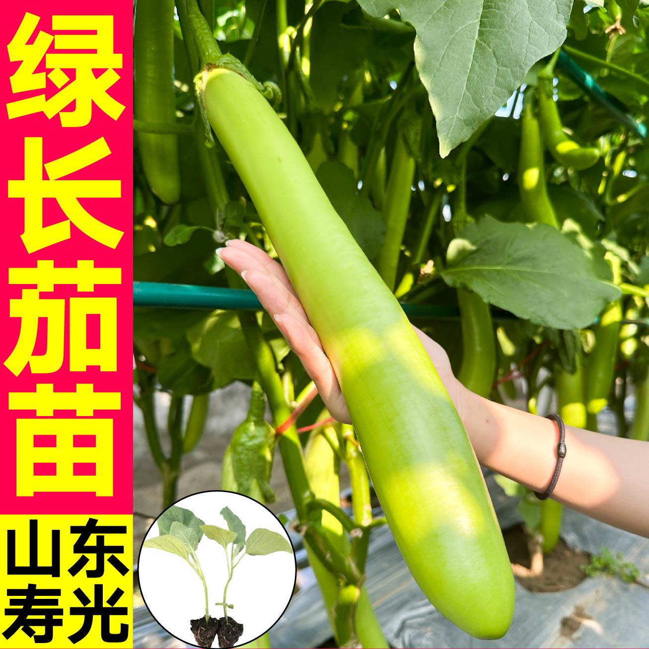 寿光绿长茄苗秧可以生吃青皮水果茄子紫黑白圆长茄种子蔬菜苗四季