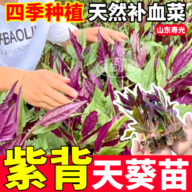 寿光紫背天葵苗秧四季种植高产天然补血菜带盆紫背菜种子阳台盆栽