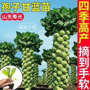 盆栽陽臺 壽光高產耐寒孢子甘藍苗秧迷你抱子包子甘藍種子包菜四季
