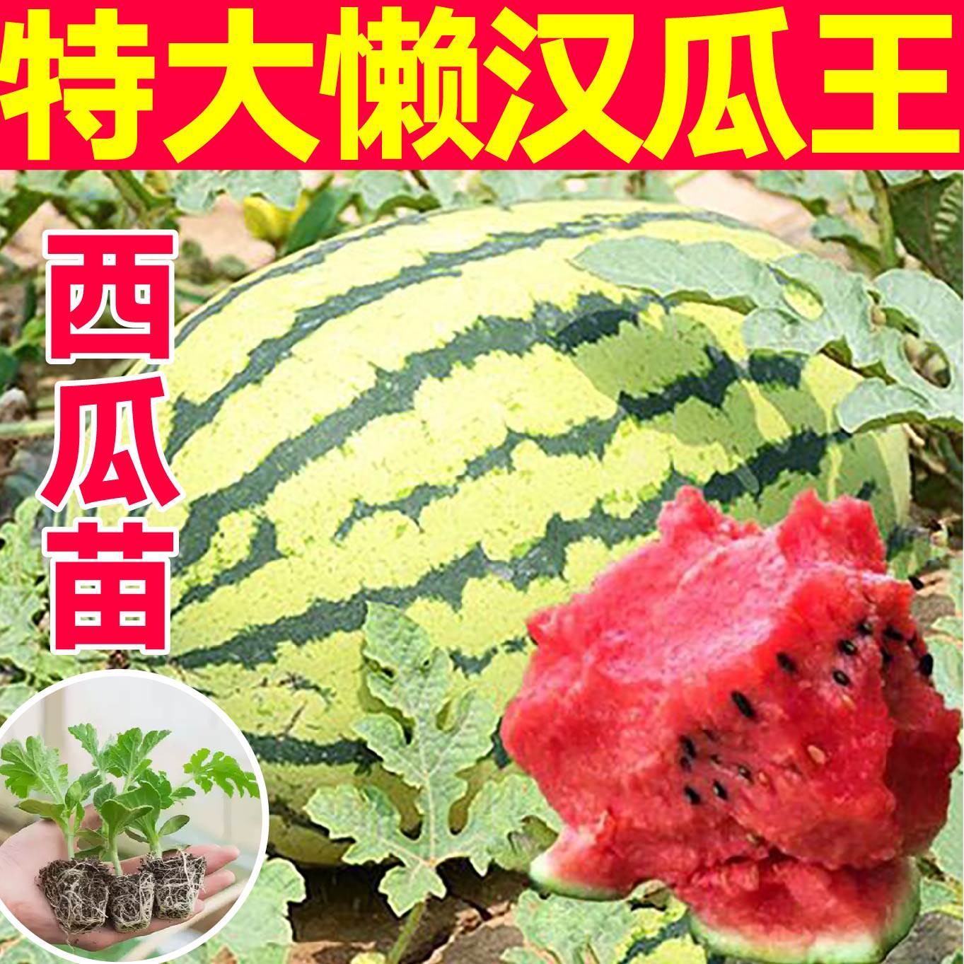 特大懒汉长龙西瓜秧苗8424冰糖麒麟金城五号黄瓤小凤西瓜种子盆栽