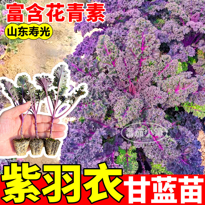 紫羽衣甘蓝苗秧四季摘不败可观赏食用蓝绿紫粉羽衣甘蓝种子盆栽
