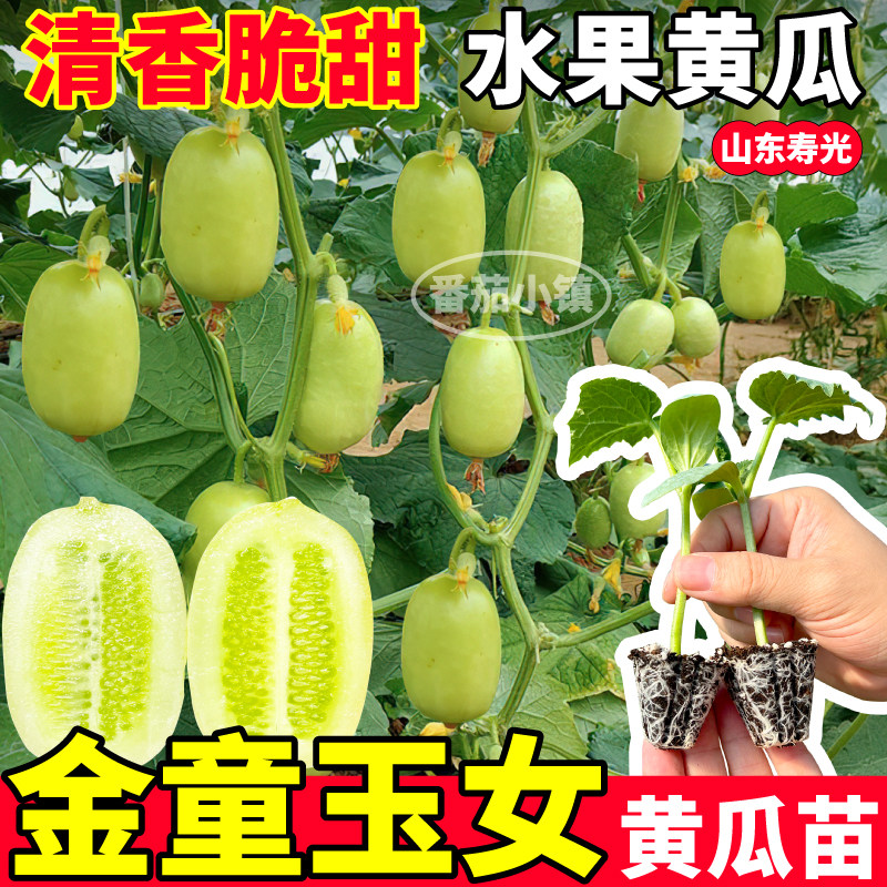 寿光金童玉女黄瓜苗秧高产强磁水果玉女金童黄瓜种子四季阳台盆栽