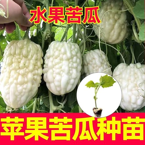 寿光正宗苹果苦瓜秧苗带土球水果苦瓜绿剑苦瓜种子籽四季盆栽庭院
