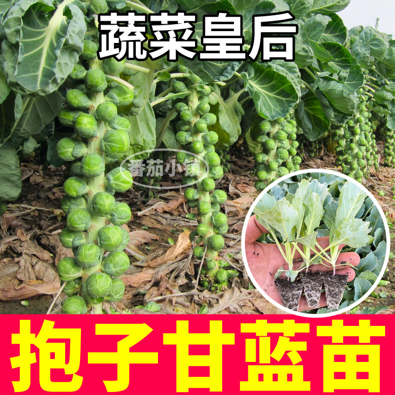 山东寿光孢子甘蓝苗穴盘苗