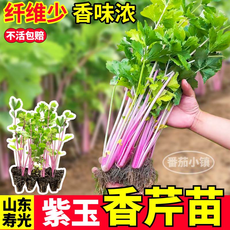 高产紫玉芹菜苗秧带土球四季庭院脆嫩根芹红香芹四季小香芹蔬菜苗