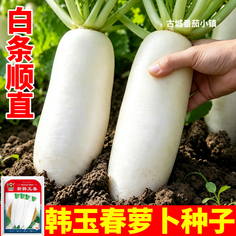新韩玉春白萝卜种子杂交品种可生吃高产蔬菜种籽农家田园小院栽种